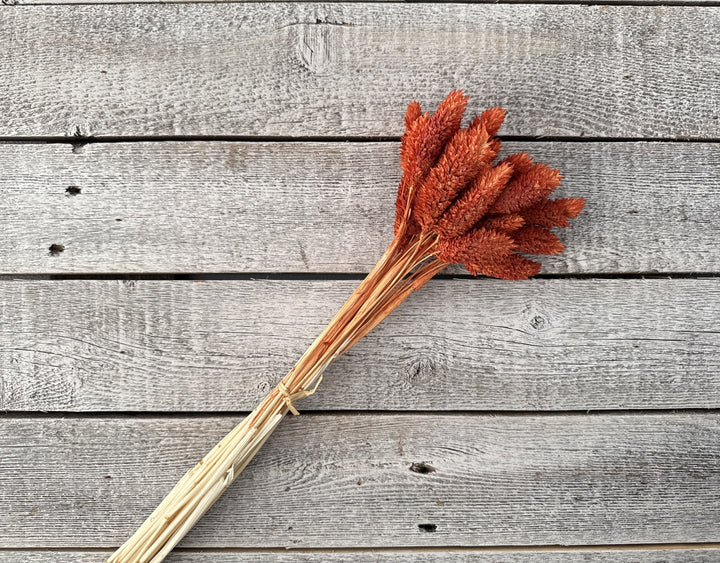 Phalaris - Luv Sola Flowers - Filler