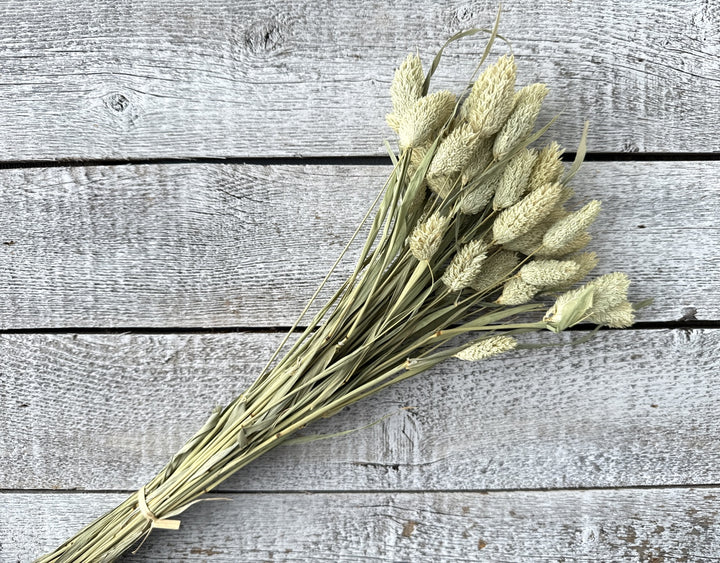 Phalaris - Luv Sola Flowers - Filler