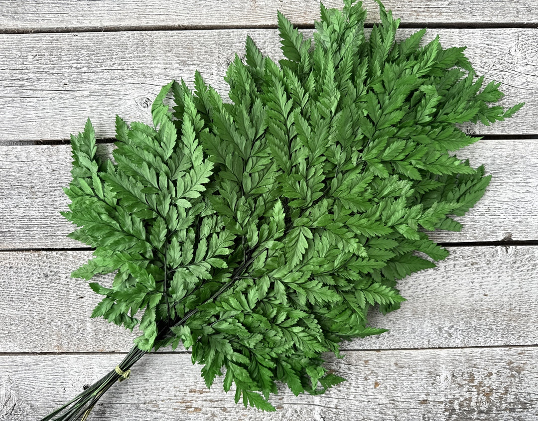 Preserved Leather Fern - Luv Sola Flowers - Filler