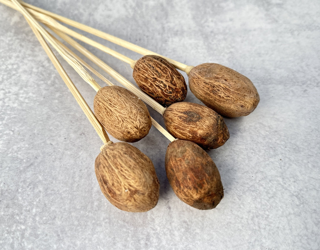 Amra Pods Natural - Luv Sola Flowers - Dried Botanicals