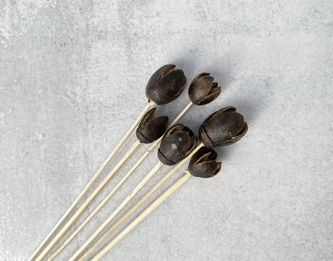 Bakuli Pod - Luv Sola Flowers - Dried Botanicals