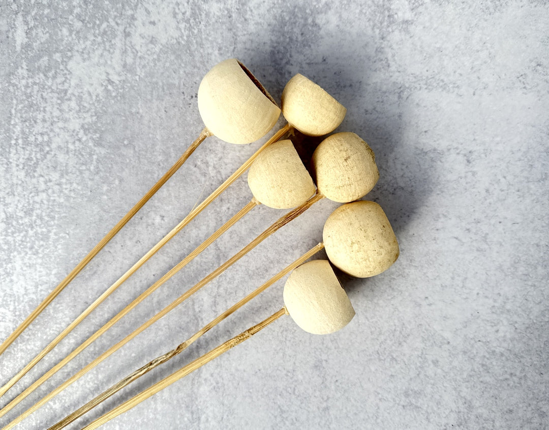 Bell Cup Mini - Luv Sola Flowers - Dried Botanicals