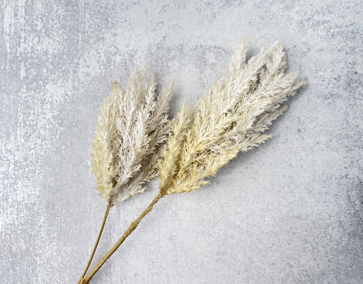 Bleached Reed Plumes - Luv Sola Flowers - Faux Filler