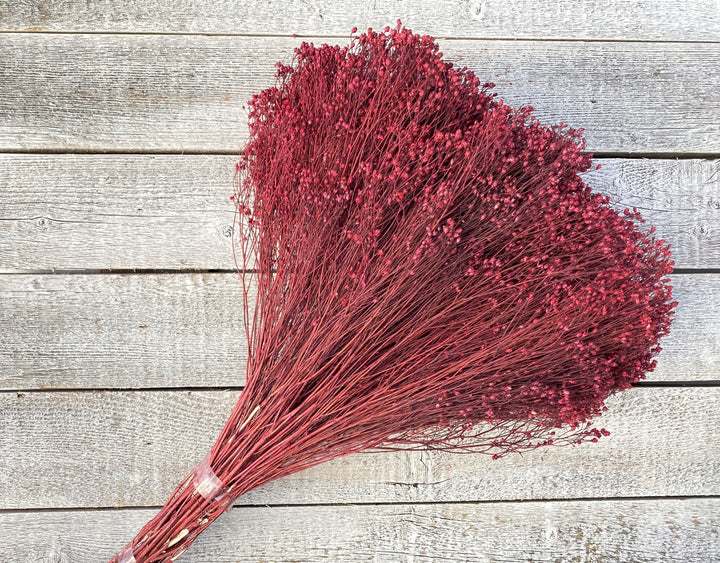 Broom Bloom - Luv Sola Flowers - Filler