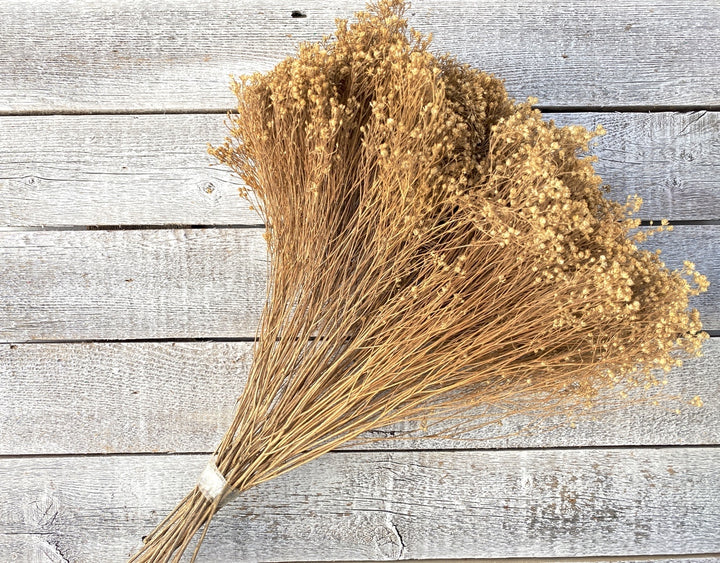 Broom Bloom - Luv Sola Flowers - Filler