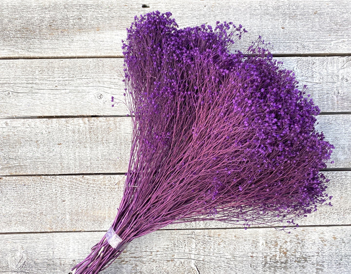 Broom Bloom - Luv Sola Flowers - Filler