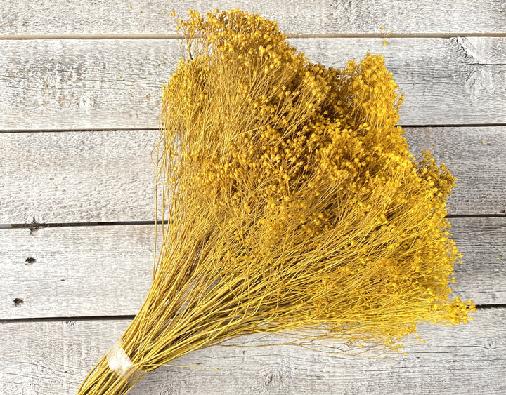 Broom Bloom - Luv Sola Flowers - Filler