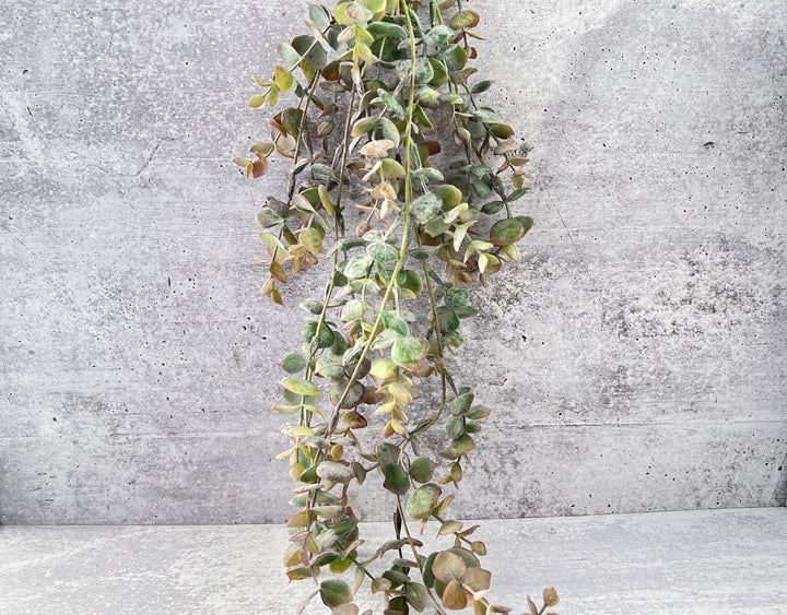 Cascading Baby Eucalyptus