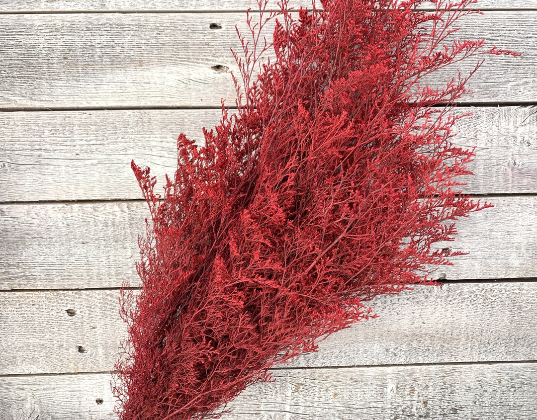 Preserved Caspia - Luv Sola Flowers - Filler