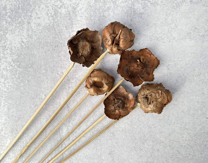 Coco Flower - Luv Sola Flowers - Dried Botanicals