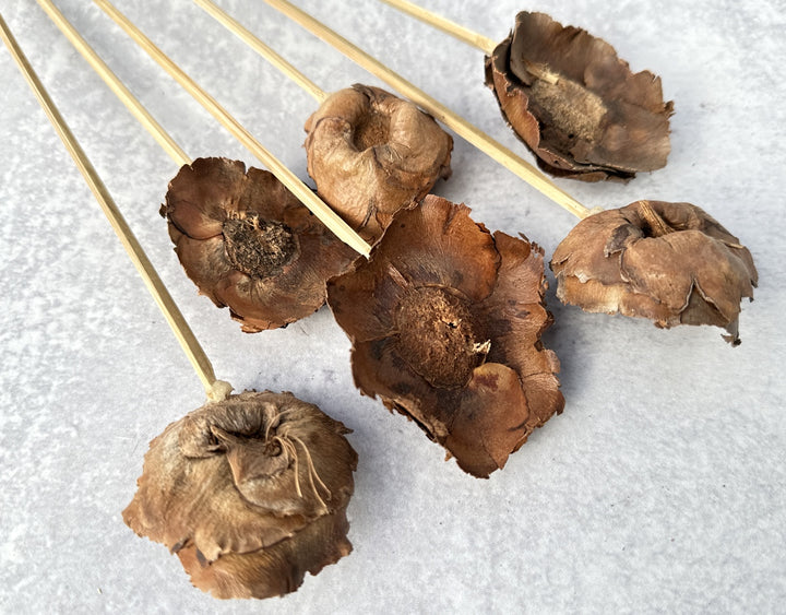 Coco Flower - Luv Sola Flowers - Dried Botanicals