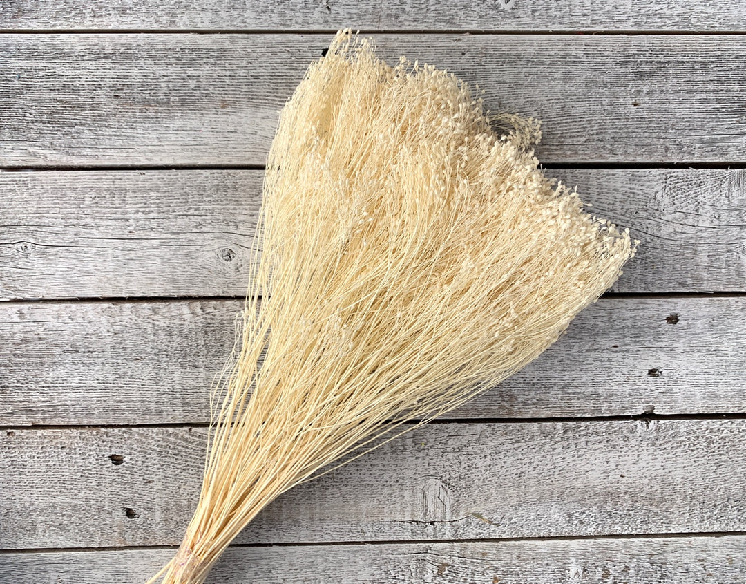 Dried Baby's Breath - Luv Sola Flowers - Filler