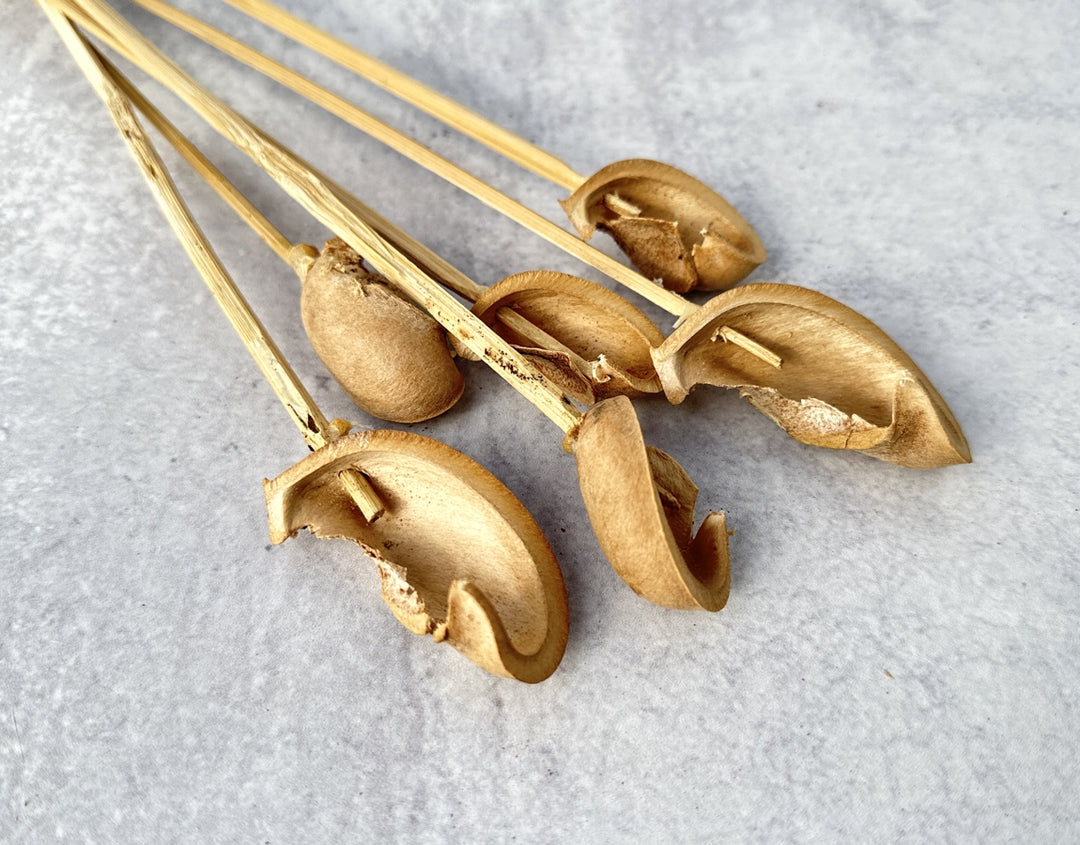 Ear Pod - Luv Sola Flowers - Dried Botanicals