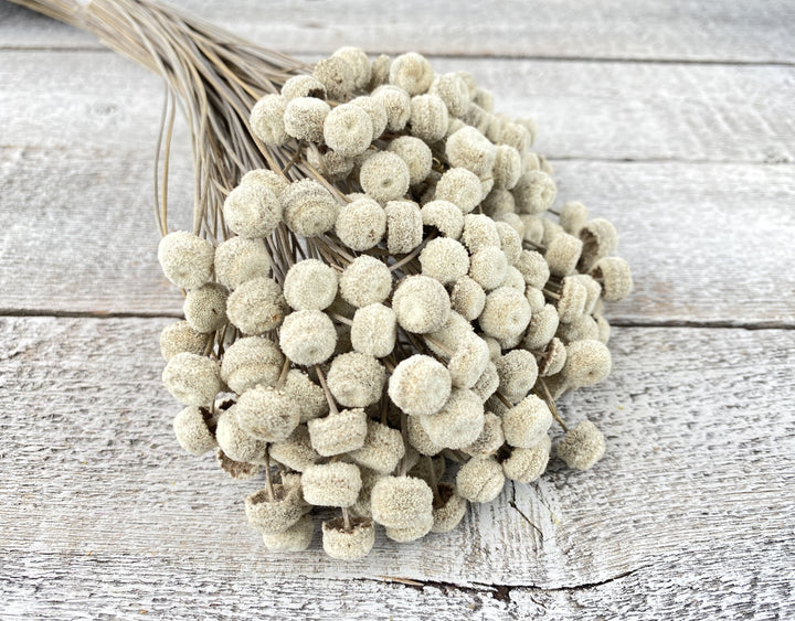 Floral Buttons - Luv Sola Flowers - Filler