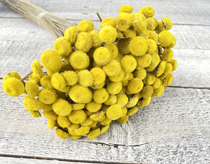 Floral Buttons - Luv Sola Flowers - Filler