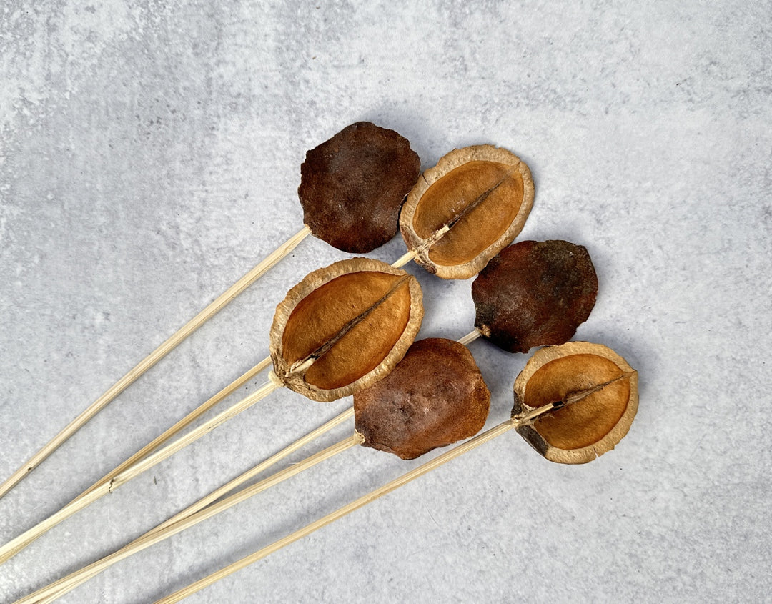 Jacaranda - Luv Sola Flowers - Dried Botanicals