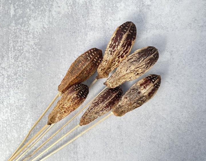 Mahogany - Luv Sola Flowers - Dried Botanicals