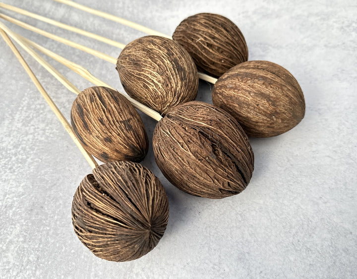 Mintolla Ball Natural - Luv Sola Flowers - Dried Botanicals