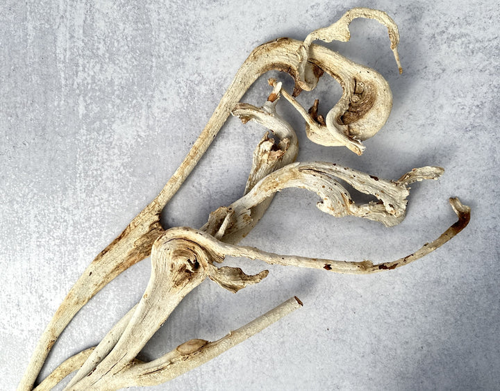 Nataraj Bleached - Luv Sola Flowers - Dried Botanicals