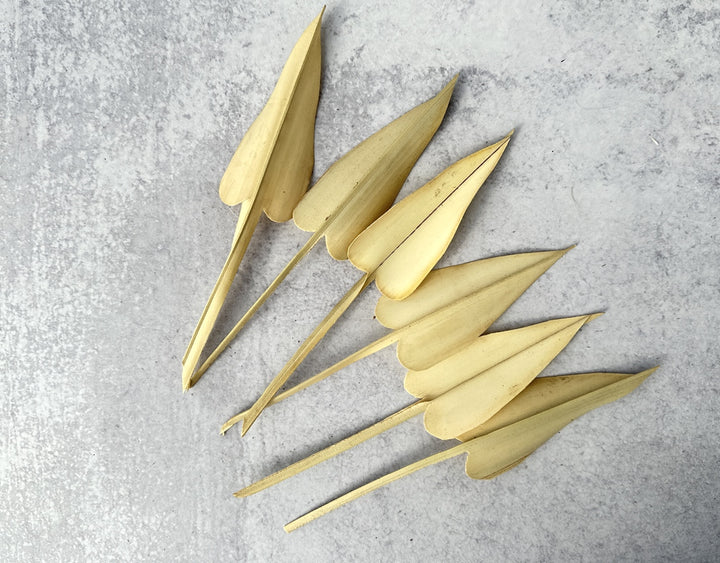 Palm Arrow Leaves - Luv Sola Flowers - Dried Botanicals