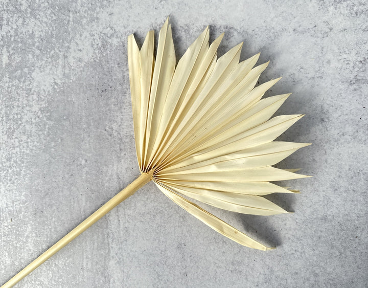 Palm Sun Cut Bleached - Luv Sola Flowers - Dried Botanicals