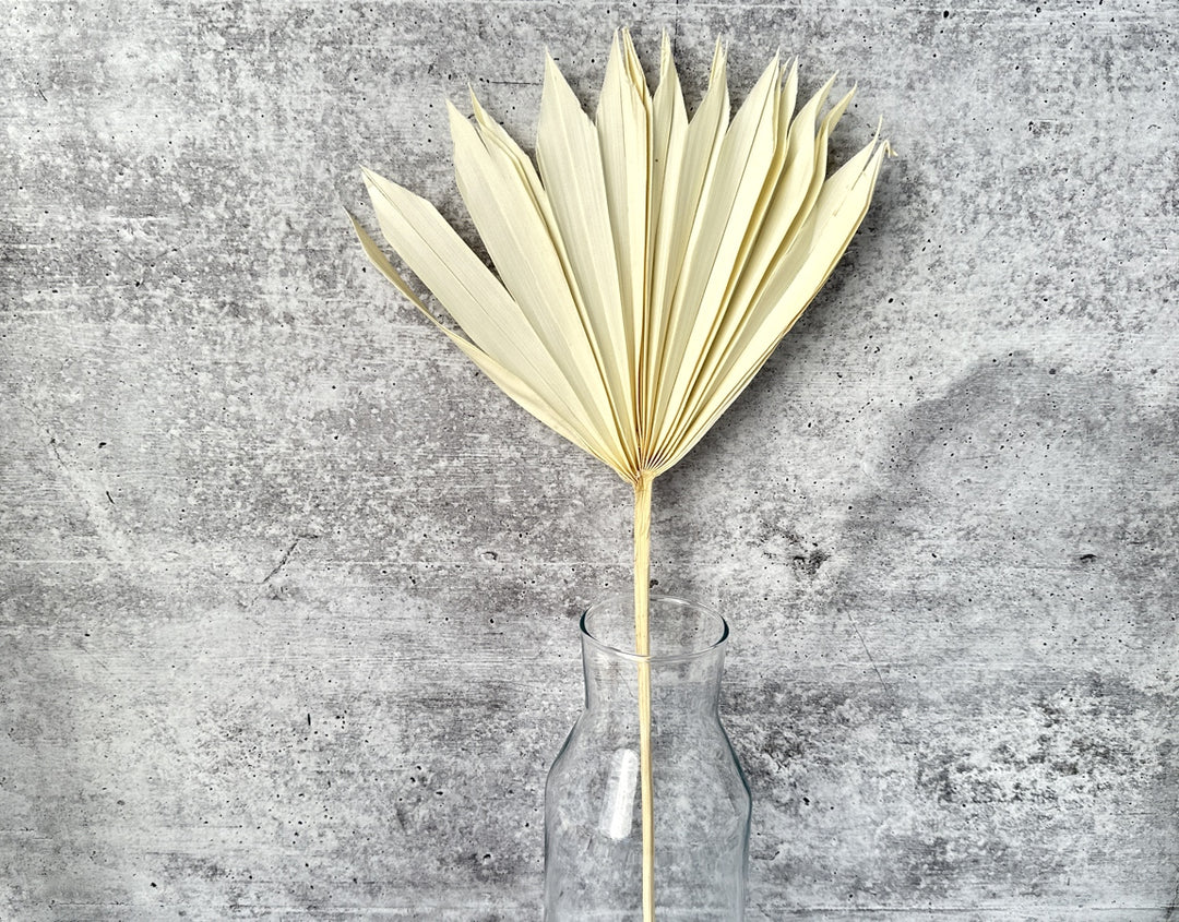 Palm Sun Cut Bleached - Luv Sola Flowers - Dried Botanicals