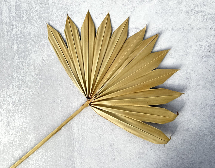 Palm Sun Cut Natural - Luv Sola Flowers - Dried Botanicals