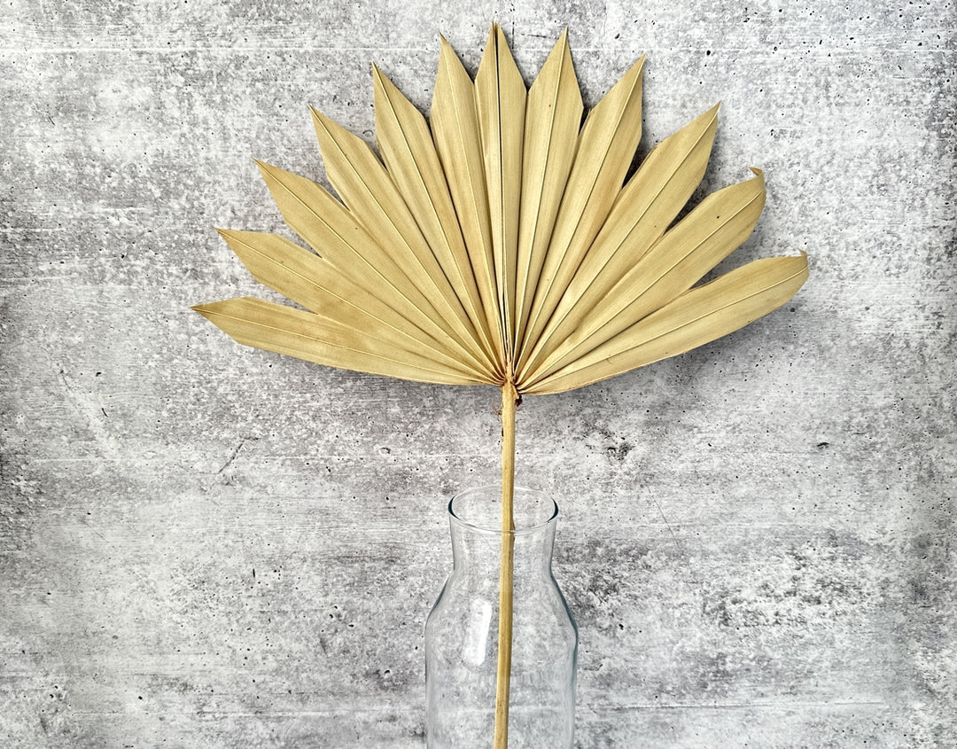 Palm Sun Cut Natural - Luv Sola Flowers - Dried Botanicals