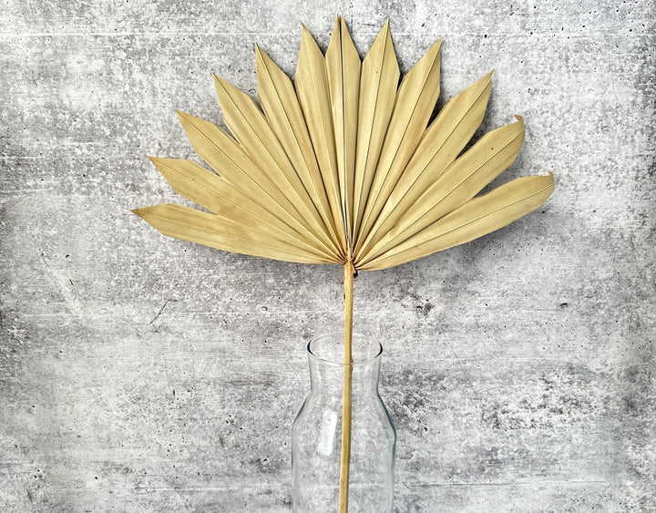 Palm Sun Cut Natural - Luv Sola Flowers - Dried Botanicals