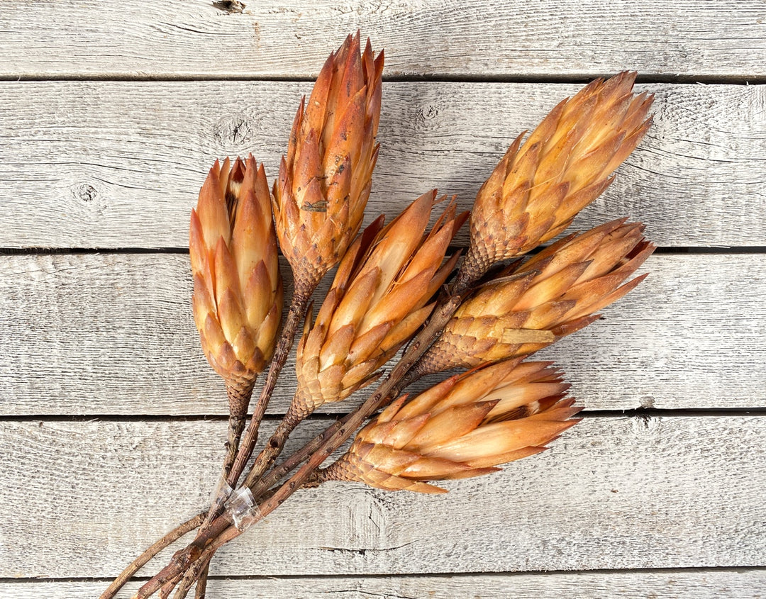Protea Repens - Luv Sola Flowers - Filler
