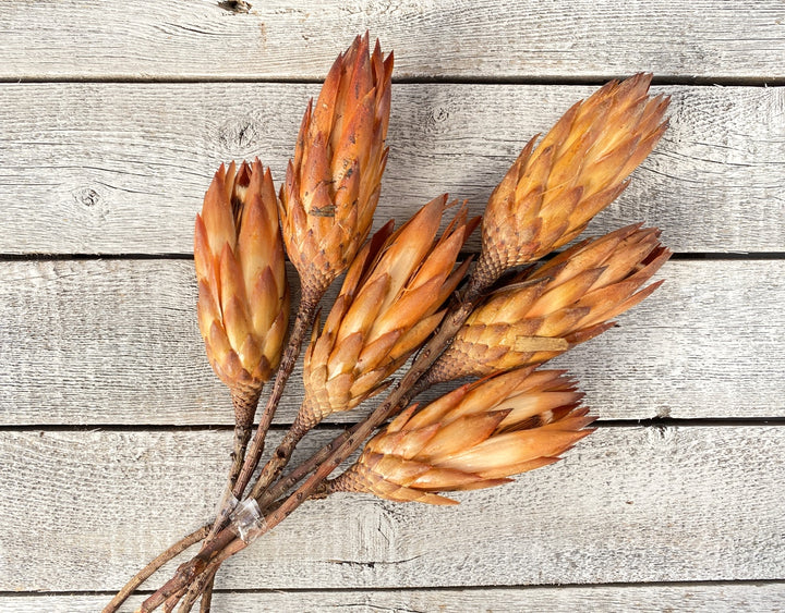 Protea Repens - Luv Sola Flowers - Filler