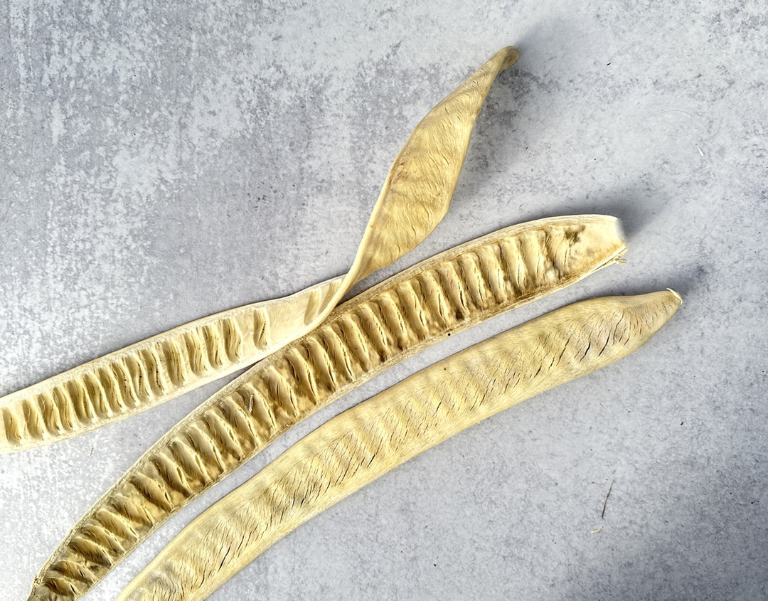 Step Fruit Bleached - Luv Sola Flowers - Dried Botanicals