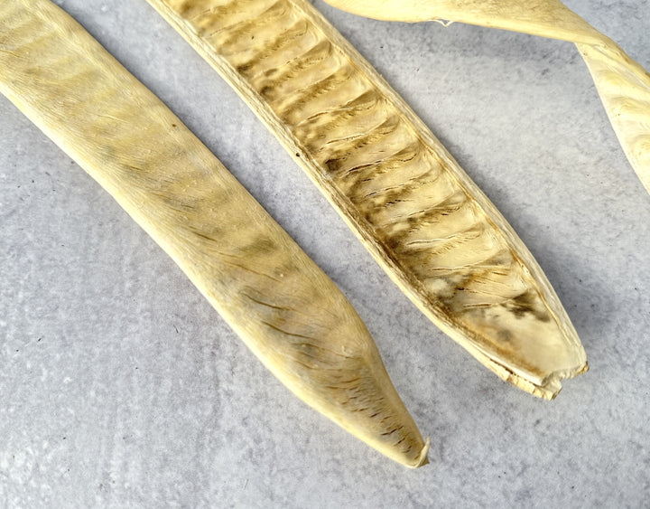 Step Fruit Bleached - Luv Sola Flowers - Dried Botanicals