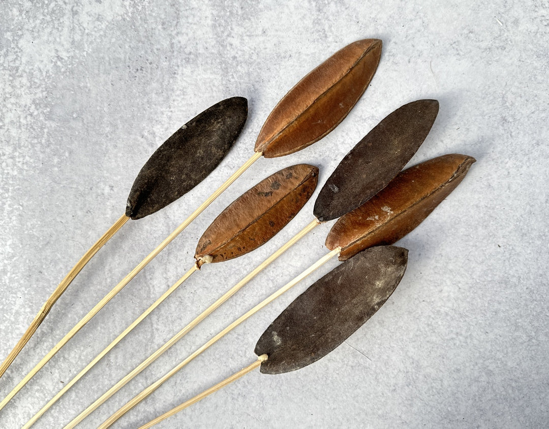 Triangle Bean - Luv Sola Flowers - Dried Botanicals