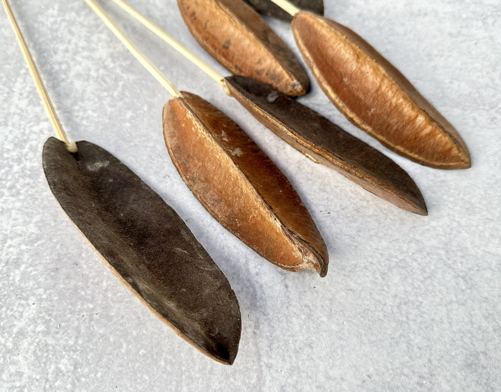 Triangle Bean - Luv Sola Flowers - Dried Botanicals