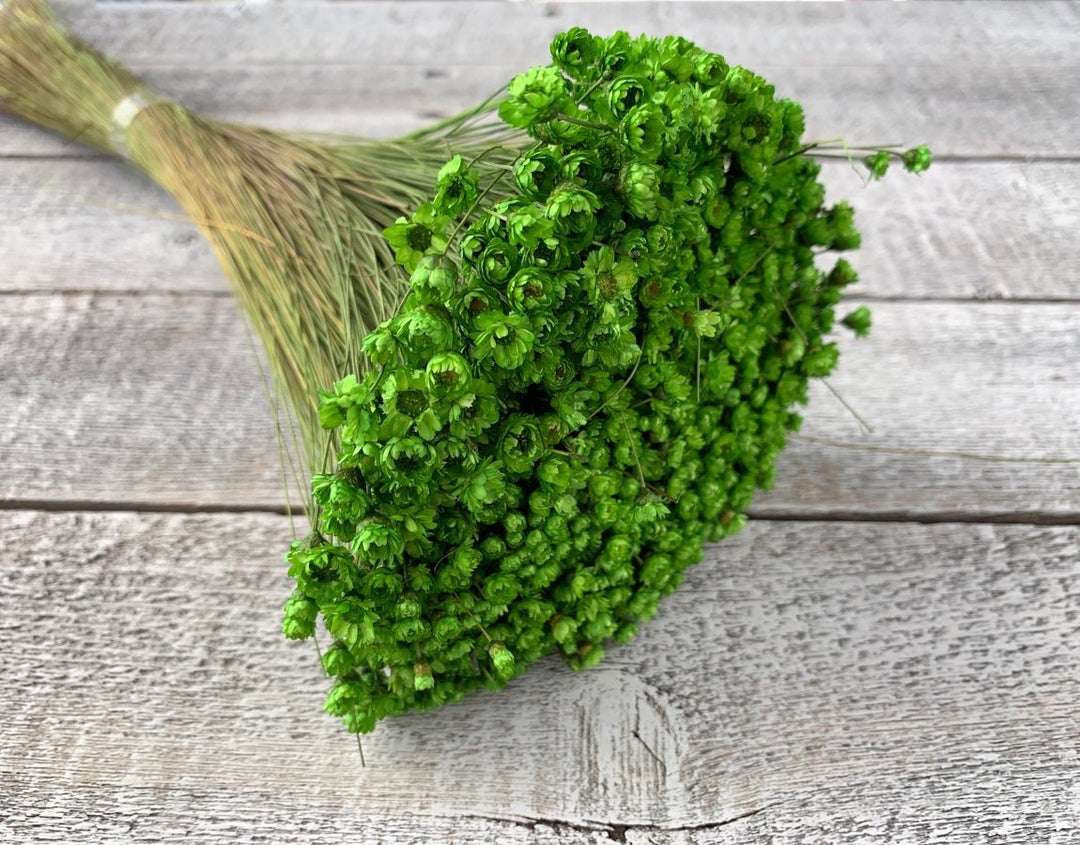 Luv Sola Flowers - Preserved & Dried Filler & Greenery