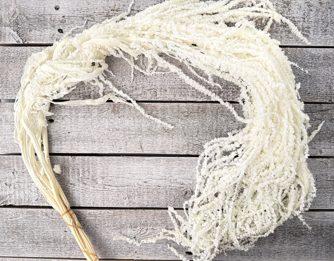 Bleached preserved amaranthus with cascading textured strands for trailing bouquet designs