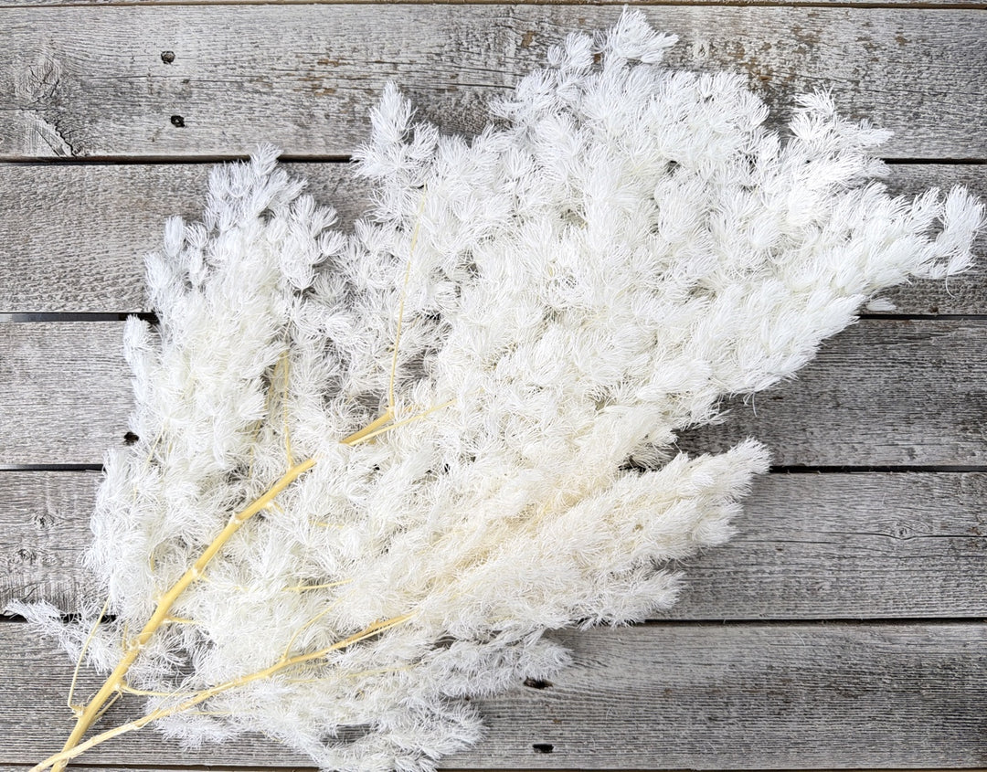 Bleached preserved asparagus fern with soft feathery airy foliage on full stems