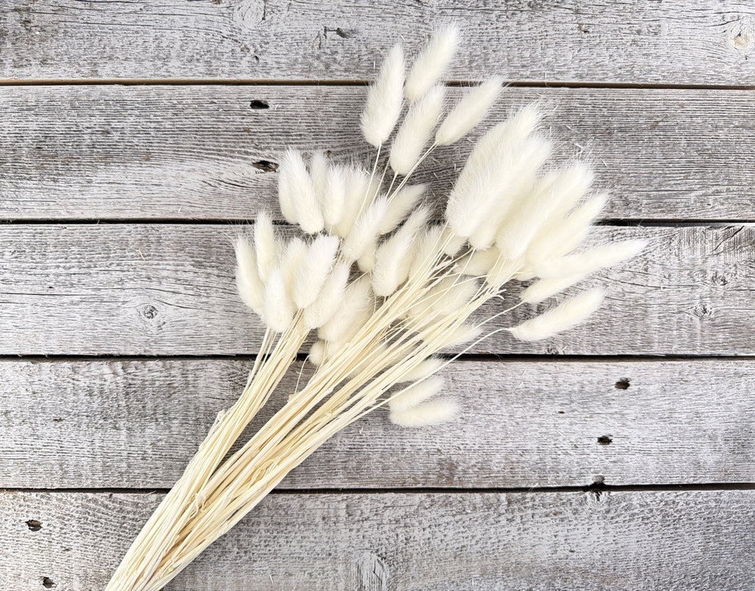 Bleached bunny tail grass stems with soft fuzzy rounded blooms on thin stems