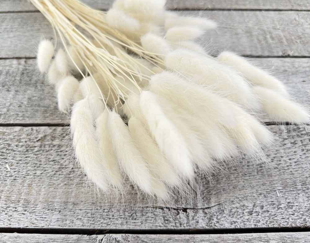 Bleached bunny tail grass stems with soft fuzzy rounded blooms on thin stems
