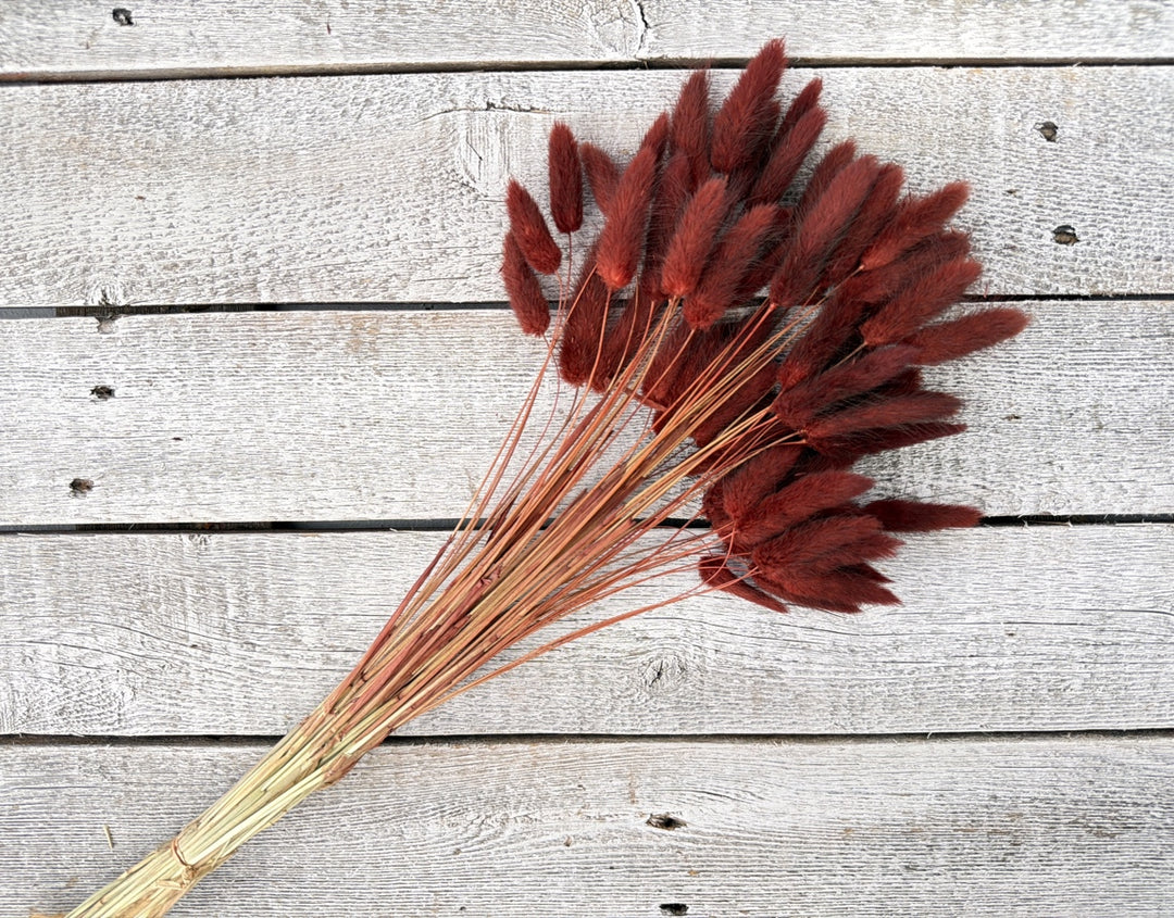 Bunny tail grass stems with soft fuzzy rounded blooms on thin stems