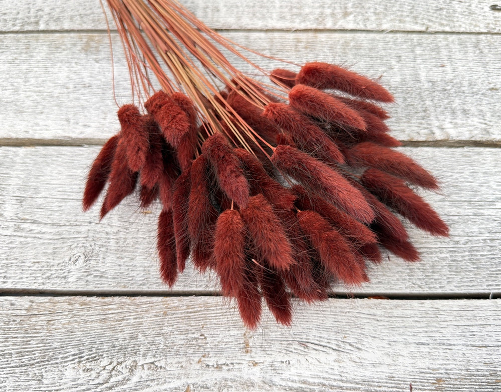 Bunny tail grass stems with soft fuzzy rounded blooms on thin stems