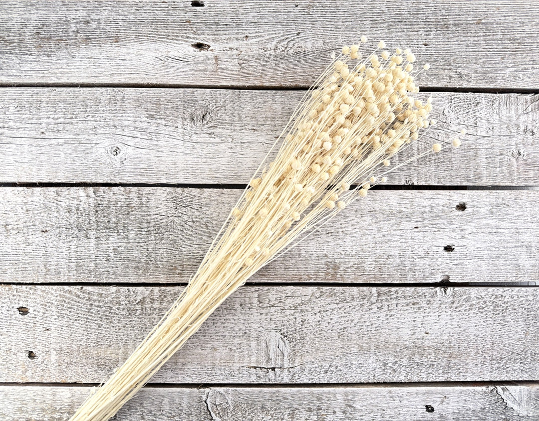 Bleached dried flax with slender stems and small rounded seed pods