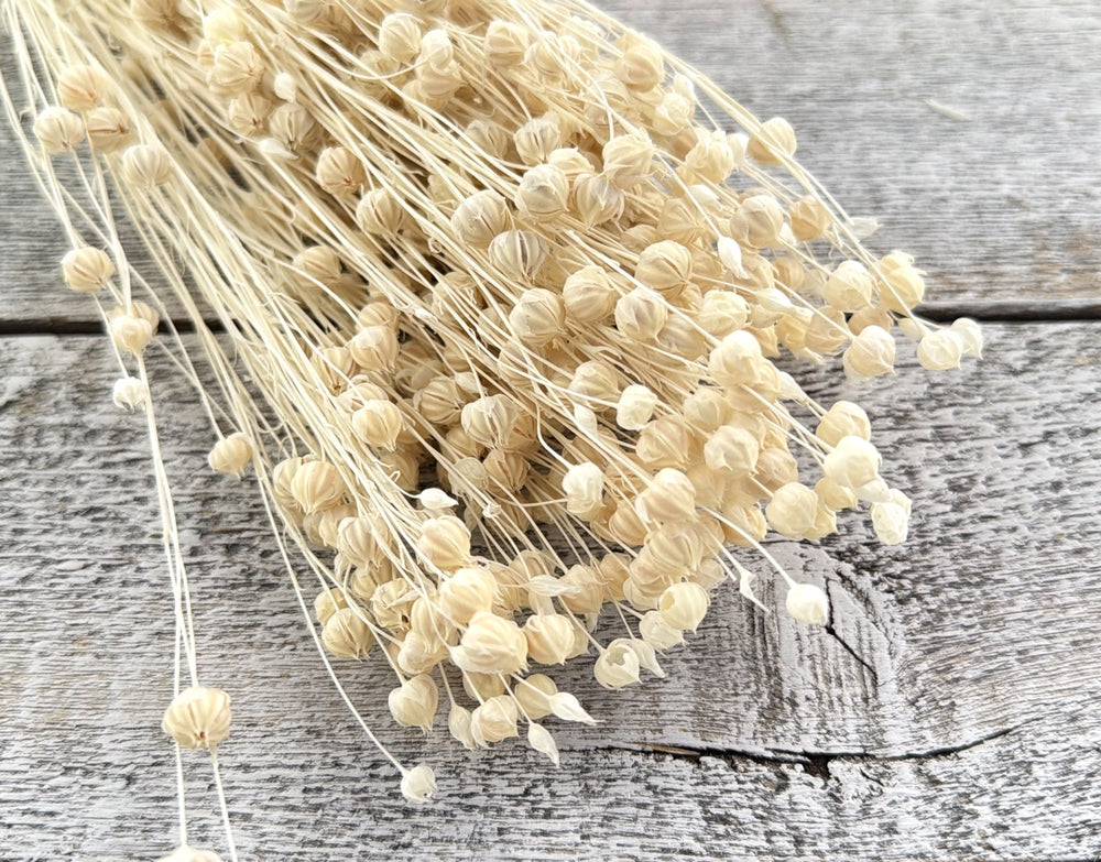 Bleached dried flax with slender stems and small rounded seed pods