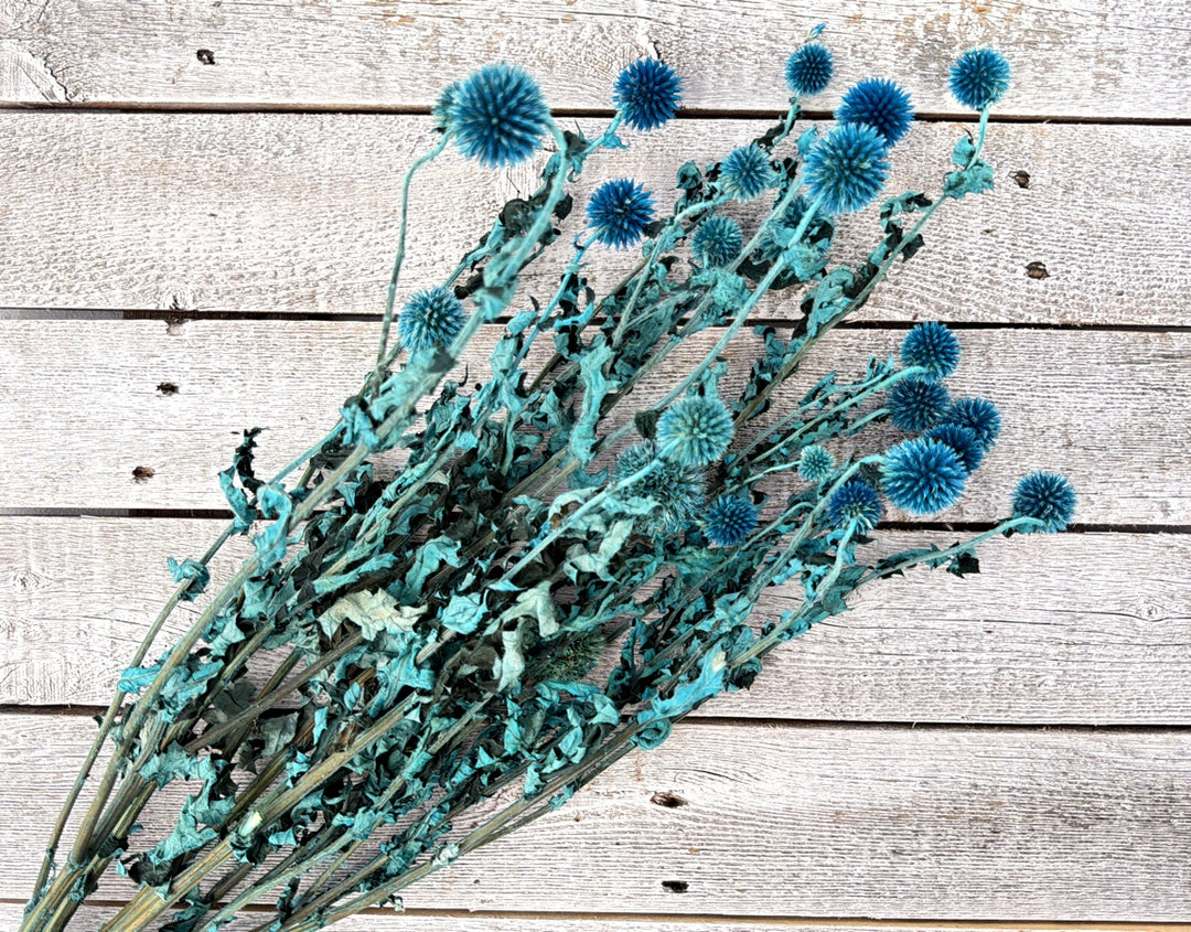 Blue preserved echinops globe thistle with spiky textured round pods