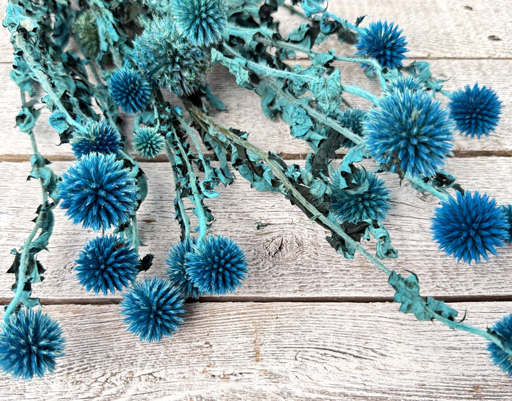 Blue preserved echinops globe thistle with spiky textured round pods