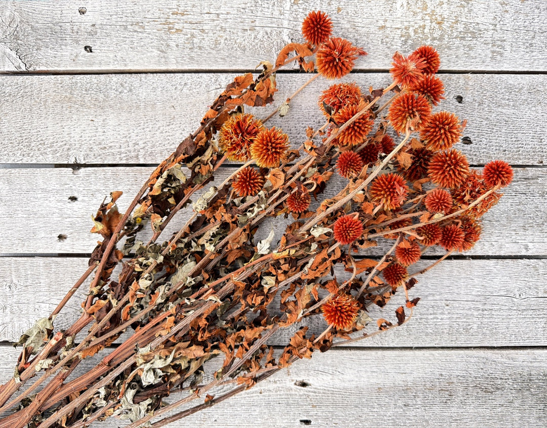 Orange preserved echinops globe thistle with spiky round globe-shaped pods