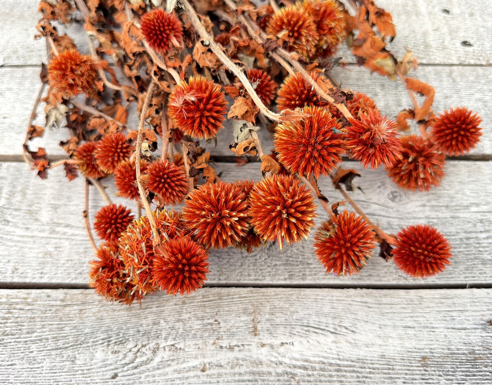 Orange preserved echinops globe thistle with spiky round globe-shaped pods