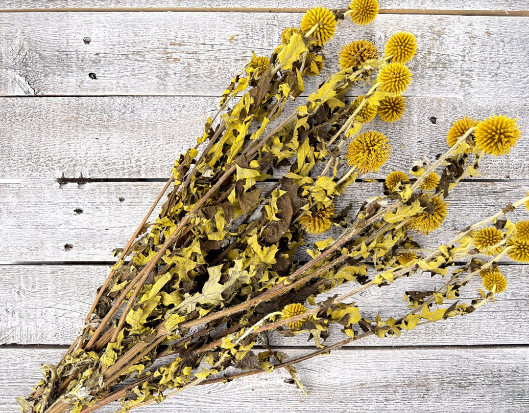 Yellow preserved echinops globe thistle with spiky round pods