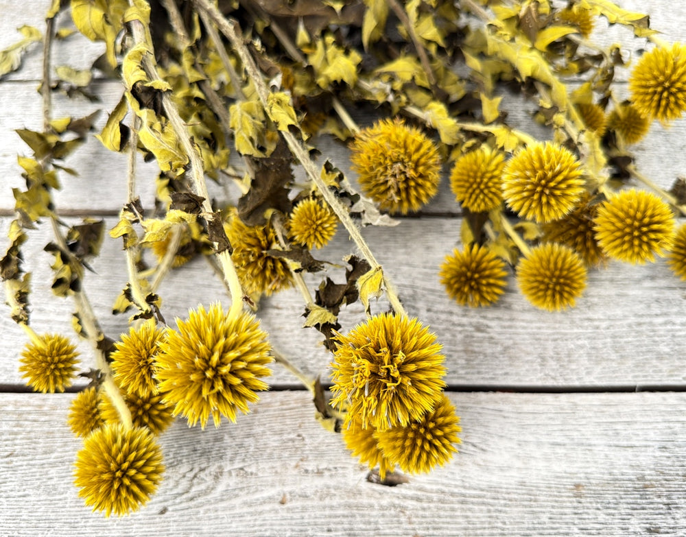 Yellow preserved echinops globe thistle with spiky round pods